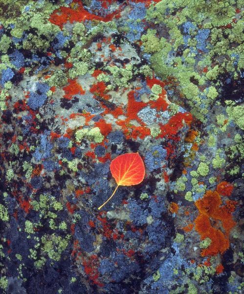 USA, Wyoming, Aspen leaf on a lichen covered rock